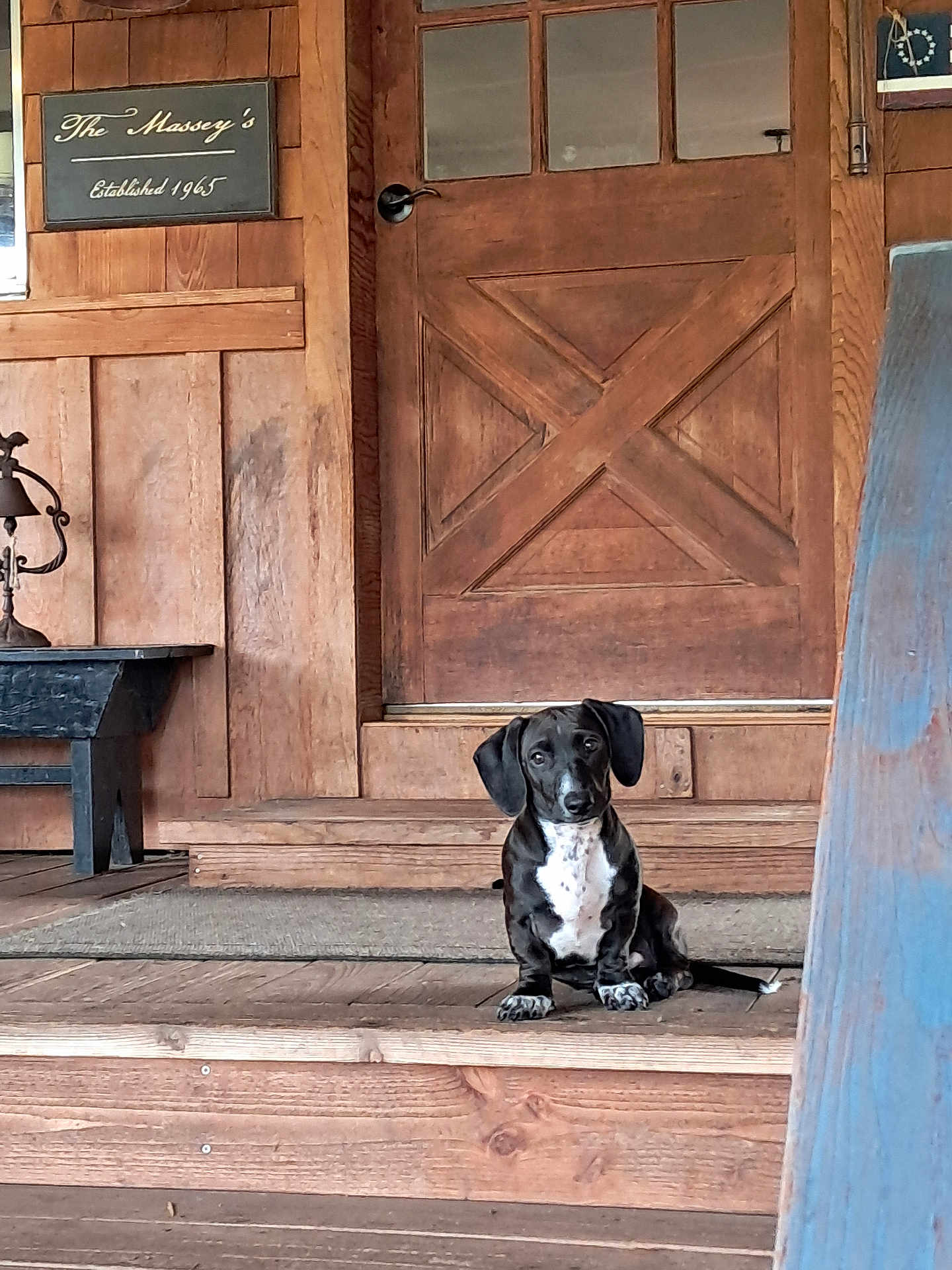 Gus is registered to the contest to win money with this photo: dog, puppy, wooden_porch, door, wood_paneling, vintage, bench, mat, pet, sitting, black_and_white, canine, domestic_animal, floor, step, outdoor, home, quiet, calm, animal