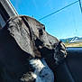dog, black_dog, white_fur, paw, car_interior, window, sky, outdoor, daylight, reflection, ears, snout, animal, pet, looking_out, road_trip, nature, sunlight, fur_texture, side_profile
