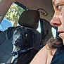 dog, black_dog, car_interior, person, seat, collar, window, headrest, tree_outside, daylight, closeup, pet, companion, gaze, side_profile, seatbelt, natural_light, human_animal_interaction, indoor, vehicle