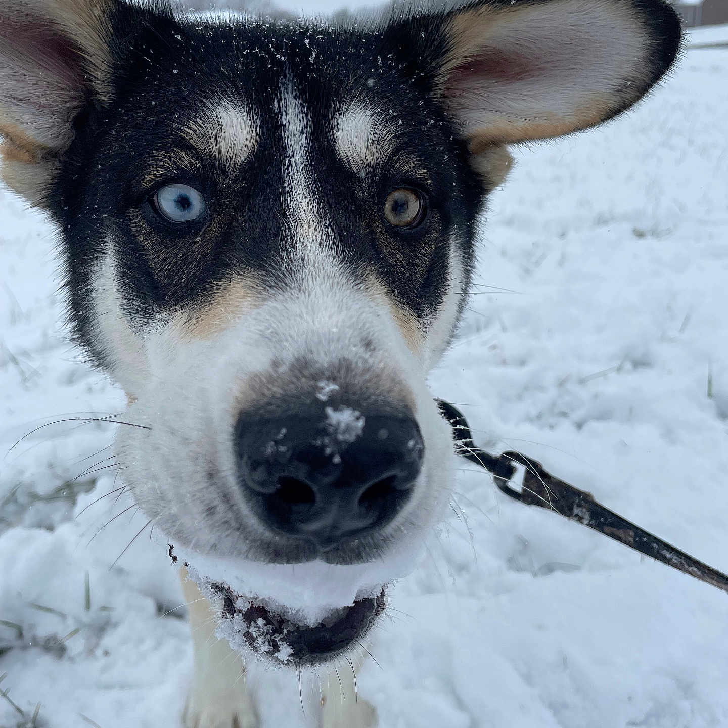 Milo joined the competition — help win amazing prizes! animal, black_nose, blue_eye, brown_eye, canine, close_up, cute, dog, ears, face, fur, happy, heterochromia, leash, nature, outdoor, pet, playful, snow, winter