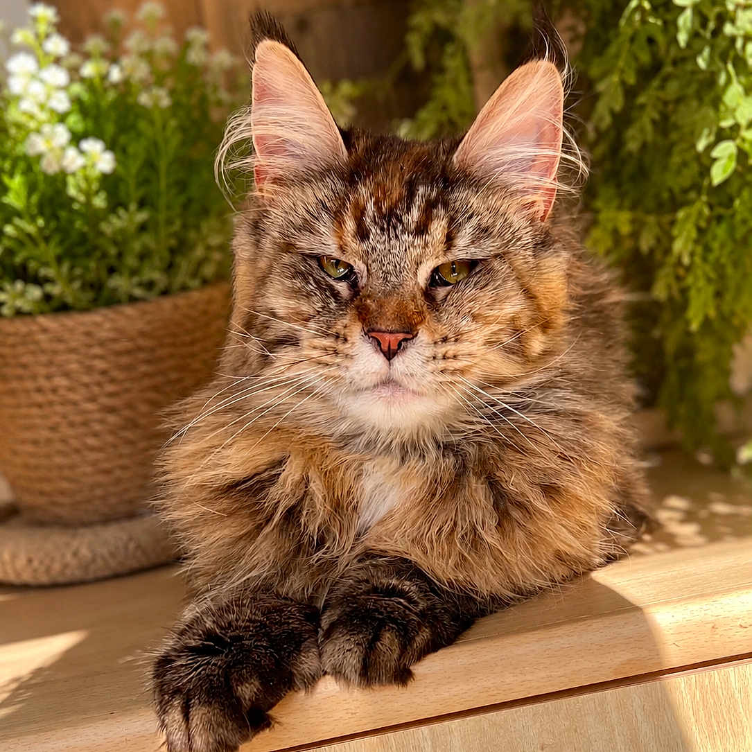 Ava participe au concours pour gagner de l'argent avec cette photo : cat, fluffy, tabby, animal, pet, feline, resting, wooden_surface, sunlight, green_plants, basket, indoor, closeup, portrait, whiskers, ears, paws, relaxed, nature, home