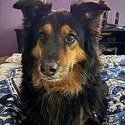 Freya is registered to the contest to win money with this photo: dog, pet, black, brown, fur, bed, blanket, indoor, purple_wall, television, curious, ears_up, close_up, animal, companion, cute, domestic, resting, furniture, home