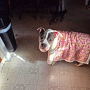 Regan is registered to the contest to win money with this photo: dog, blanket, pink, floor, tile, cat, chair, indoor, pet, animal, cozy, pattern, curious, walking, wood, furniture, domestic, cute, companion, looking_up