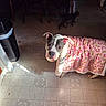 dog, blanket, pink, floor, tile, cat, chair, indoor, pet, animal, cozy, pattern, curious, walking, wood, furniture, domestic, cute, companion, looking_up