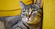 Naya participe au concours pour gagner de l'argent avec cette photo : animal, cat, close_up, couch, cute, domestic, ears, face, feline, fur, green_eyes, indoor, looking_away, pet, portrait, relaxed, resting, tabby, whiskers, yellow