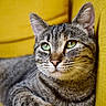 animal, cat, close_up, couch, cute, domestic, ears, face, feline, fur, green_eyes, indoor, looking_away, pet, portrait, relaxed, resting, tabby, whiskers, yellow