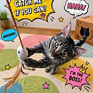 Naya a rejoint le concours — aidez-le/la à gagner de superbes lots ! cat, tabby, toy, feather, playful, indoor, carpet, colorful, comic_style, text_bubble, stars, green_eyes, cute, pet, feline, box, floor, fun, animal, whiskers