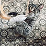 Naya a rejoint le concours — aidez-le/la à gagner de superbes lots ! cat, tabby, toy, feathers, playful, indoor, hind_legs, patterned_floor, tiles, curious, pet, animal, feline, whiskers, ears, claws, young_cat, close_up, focused, cute