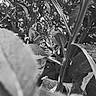 animal, black_and_white, camouflage, cat, closeup, curious, ears, eyes, face, feline, flora, garden, leaf, nature, outdoor, plant, shadows, stem, texture, wildlife