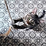 cat, tabby, green_eyes, toy, feather, playful, curious, floor, patterned_tile, indoor, pet, feline, whiskers, claws, looking_up, animal, cute, domestic_cat, gray, striped