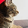 animal, calm, cat, close_up, cute, domestic_cat, ears, feline, fur, gray_surface, indoor, looking, pet, profile, red_background, resting, side_view, tabby_cat, whiskers, white_background