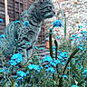 animal, blue_flowers, brick_wall, cat, close_up, daylight, feline, flora, flowers, garden, grass, greenery, nature, outdoor, pet, plants, side_view, tabby_cat, wildlife, wooden_building