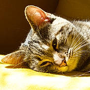 Naya a rejoint le concours — aidez-le/la à gagner de superbes lots ! animal, cat, closeup, cozy, cute, domestic, ear, feline, fur, indoor, lazy, pet, portrait, relaxation, resting, sleeping, sunlight, tabby, whiskers, yellow