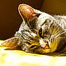 animal, cat, closeup, cozy, cute, domestic, ear, feline, fur, indoor, lazy, pet, portrait, relaxation, resting, sleeping, sunlight, tabby, whiskers, yellow