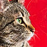 alert, animal, cat, close_up, cute, domestic_cat, face, feline, fur, green_eyes, indoor, looking_away, mammal, pet, portrait, profile, red_background, soft_light, tabby_cat, whiskers