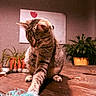 animal, blue_fluffy_toy, brown, cat, close_up, cozy, curious, domestic, feline, heart_art, home_interior, indoor_plant, pet, playing, potted_plant, striped, tabby, toy, wall_art, wooden_table