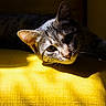 animal, cat, closeup, cozy, domestic_cat, ear, face, feline, indoor, laying, paw, pet, relaxing, resting, shadow, sunlight, tabby_cat, texture, whiskers, yellow_couch