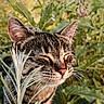 animal, artistic_effect, cat, close_up, ears, face, flora, foliage, garden, greenery, nature, outdoor, peaceful, pet, plant, portrait, sunlight, tabby, text_overlay, whiskers