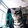 animal, background_blur, cat, closeup, curtain, cute, domestic, feline, fur, green_eyes, house, indoor, lamp, natural_light, pet, portrait, soft_focus, tabby, whiskers, window
