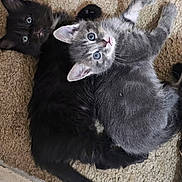 Percy And Hermione joined the competition — help win amazing prizes! kitten, cat, two_kittens, black_cat, gray_cat, blue_eyes, fur, whiskers, carpet, home_interior, pets, cute, cuddling, close_up, looking_up, playful, floor, tail, paws, sleepy