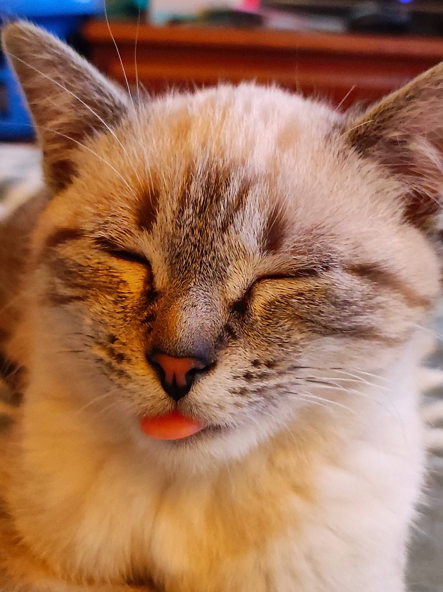 Saphir participe au concours pour gagner de l'argent avec cette photo : carnivore, cat, claw, close_up, comfort, domestic_short_haired_cat, ear, eye, fawn, felidae, fur, nap, paw, small_to_medium_sized_cats, snout, terrestrial_animal, whiskers, wildlife, window