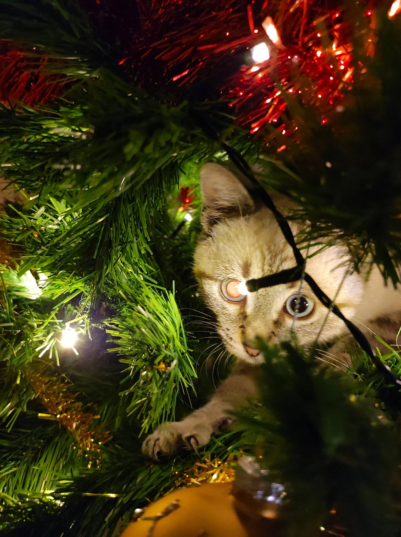 Saphir participe au concours pour gagner de l'argent avec cette photo : branch, carnivore, cat, christmas_decoration, christmas_eve, christmas_ornament, christmas_tree, event, evergreen, grass, holiday, holiday_ornament, larch, light, ornament, shortstraw_pine, terrestrial_plant, tradition, wood, woody_plant