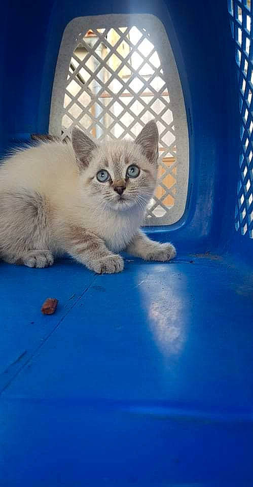 Saphir a rejoint le concours — aidez-le/la à gagner de superbes lots ! blue, carnivore, cat, claw, domestic_short_haired_cat, electric_blue, fawn, felidae, flooring, fur, paw, pet_supply, sitting, small_to_medium_sized_cats, snout, tail, terrestrial_animal, whiskers