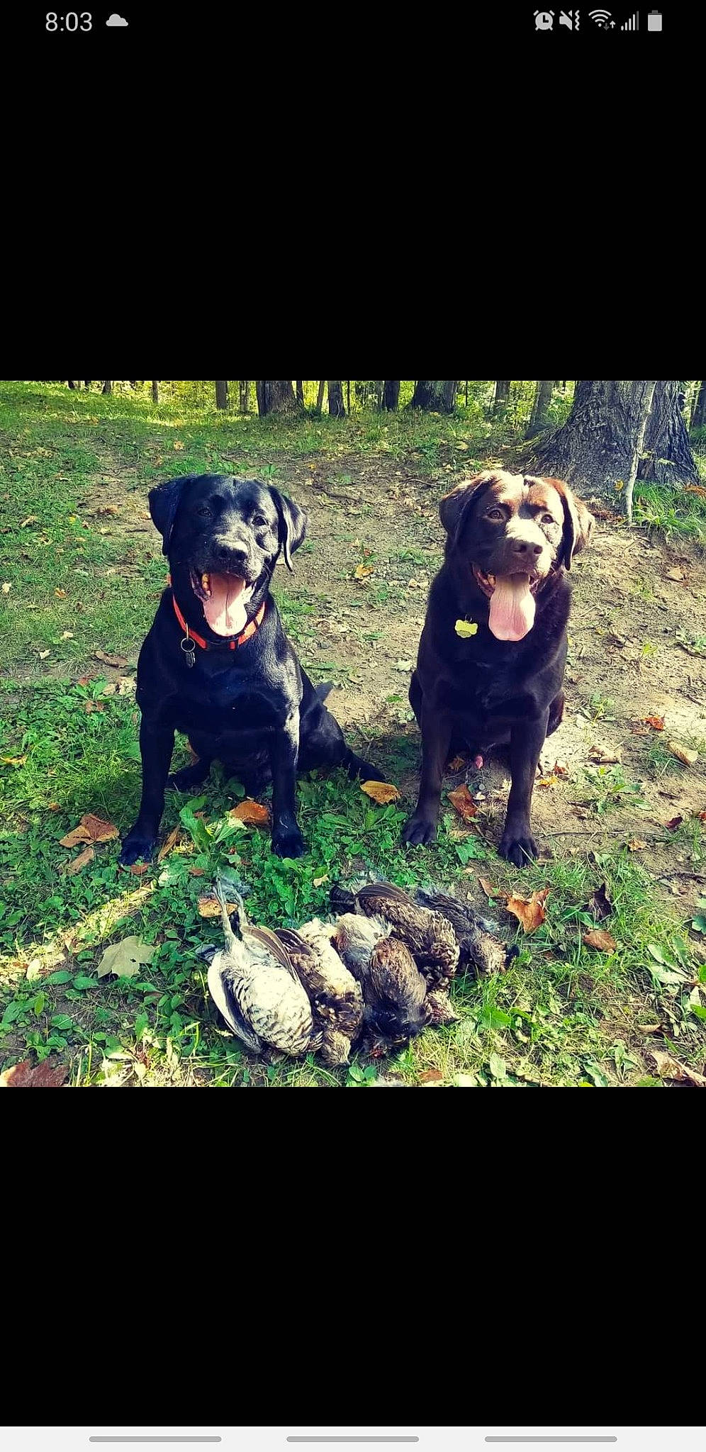 Brantley is registered to the contest to win money with this photo: canidae, carnivore, companion_dog, dog, dog_breed, grass, guard_dog, gun_dog, happy, hunting_dog, labrador_retriever, landscape, plant, soil, sporting_group, terrestrial_animal, tree, working_animal, working_dog