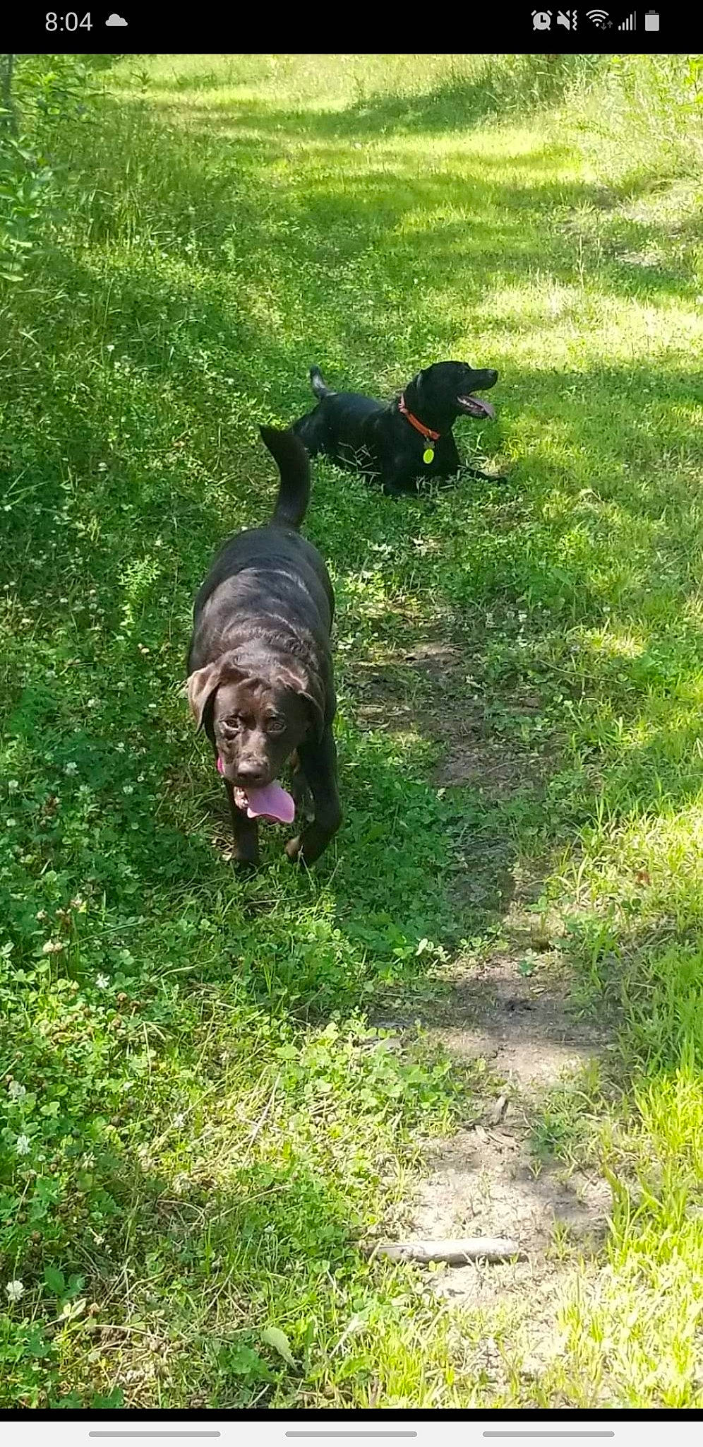 Brantley joined the competition — help win amazing prizes! canidae, carnivore, companion_dog, dog, dog_breed, grass, grassland, groundcover, guard_dog, gun_dog, hunting_dog, non_sporting_group, pasture, plant, shrub, sporting_group, tail, water_dog, working_animal, working_dog