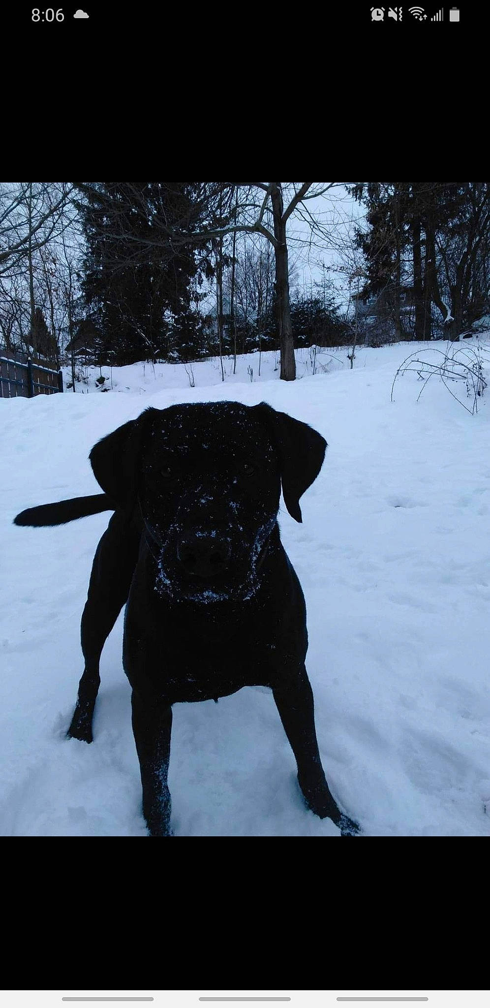 Brantley joined the competition — help win amazing prizes! borador, carnivore, collar, companion_dog, dog, dog_breed, dog_collar, fawn, freezing, fur, leash, pet_supply, precipitation, retriever, sky, snow, tail, tree, winter, working_animal