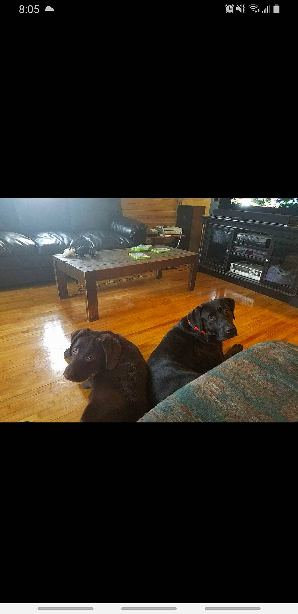 Grizzly is registered to the contest to win money with this photo: carnivore, chair, cloud, comfort, companion_dog, darkness, dog, dog_breed, fawn, floor, flooring, hardwood, house, laminate_flooring, room, sky, table, tints_and_shades, wood, working_animal