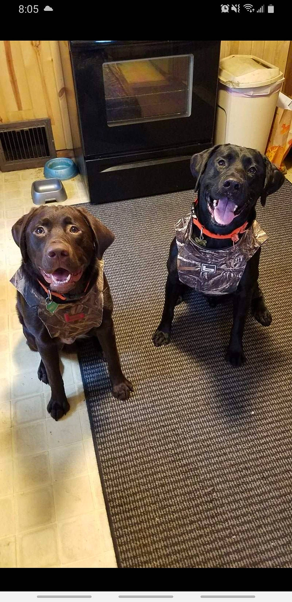 Grizzly joined the competition — help win amazing prizes! borador, canidae, carnivore, collar, companion_dog, dog, dog_breed, dog_collar, fawn, flooring, fur, guard_dog, gun_dog, hardwood, liver, pet_supply, snout, sporting_group, tail, working_animal