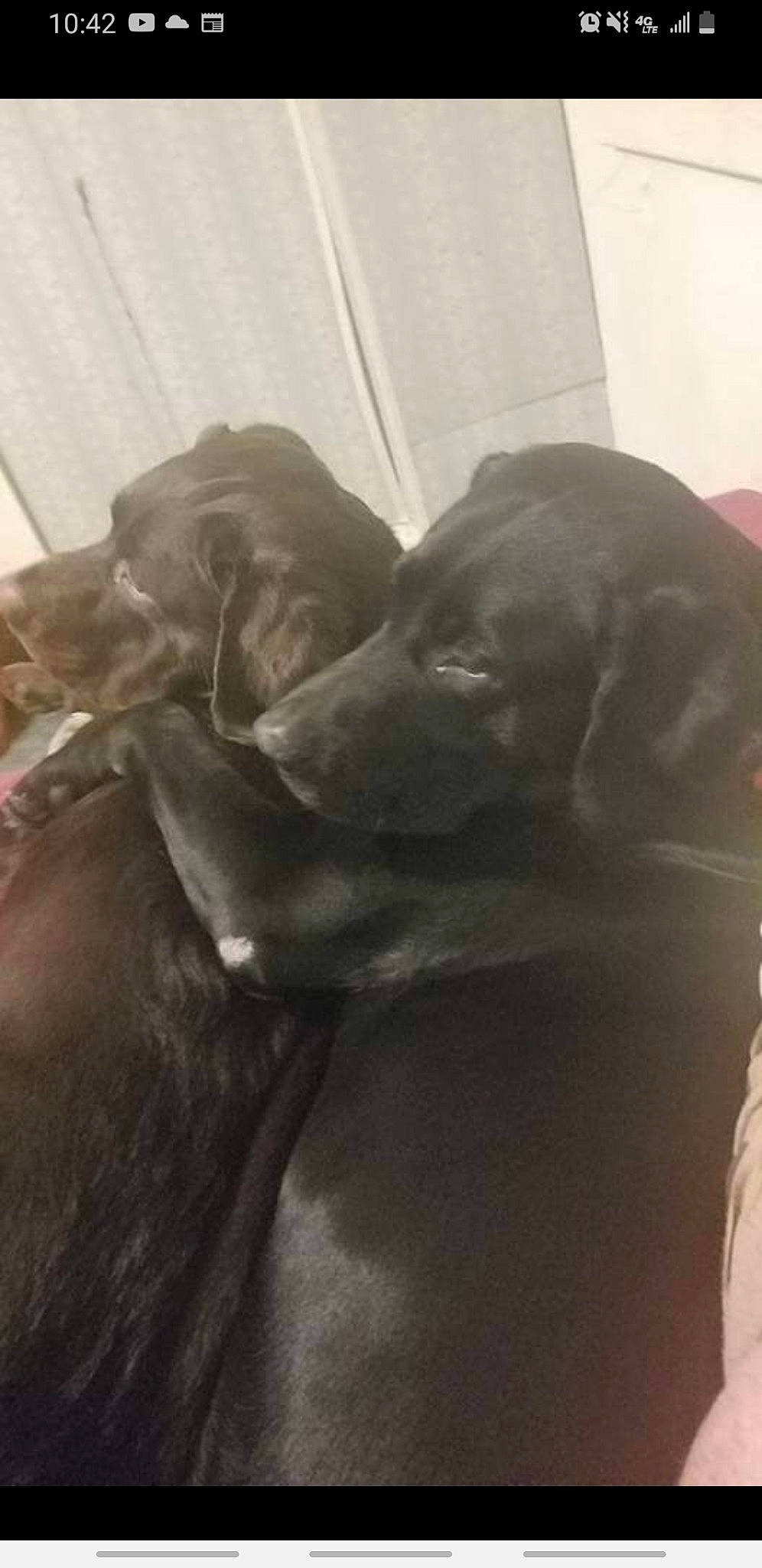 Grizzly joined the competition — help win amazing prizes! borador, canidae, carnivore, comfort, companion_dog, dog, dog_breed, fur, gun_dog, liver, monochrome_photography, snout, sporting_group, tints_and_shades, whiskers, working_animal