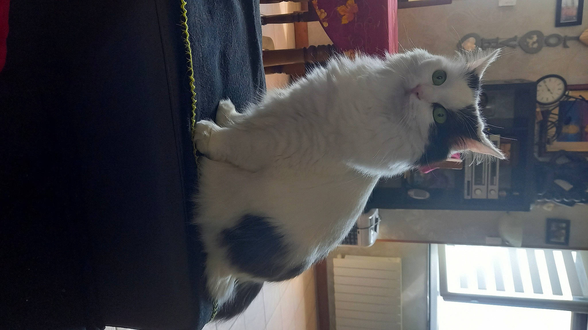 Litchi participe au concours pour gagner de l'argent avec cette photo : canidae, carnivore, cat, claw, collar, companion_dog, dog_breed, domestic_short_haired_cat, felidae, fur, non_sporting_group, paw, room, small_to_medium_sized_cats, snout, sporting_group, tail, whiskers