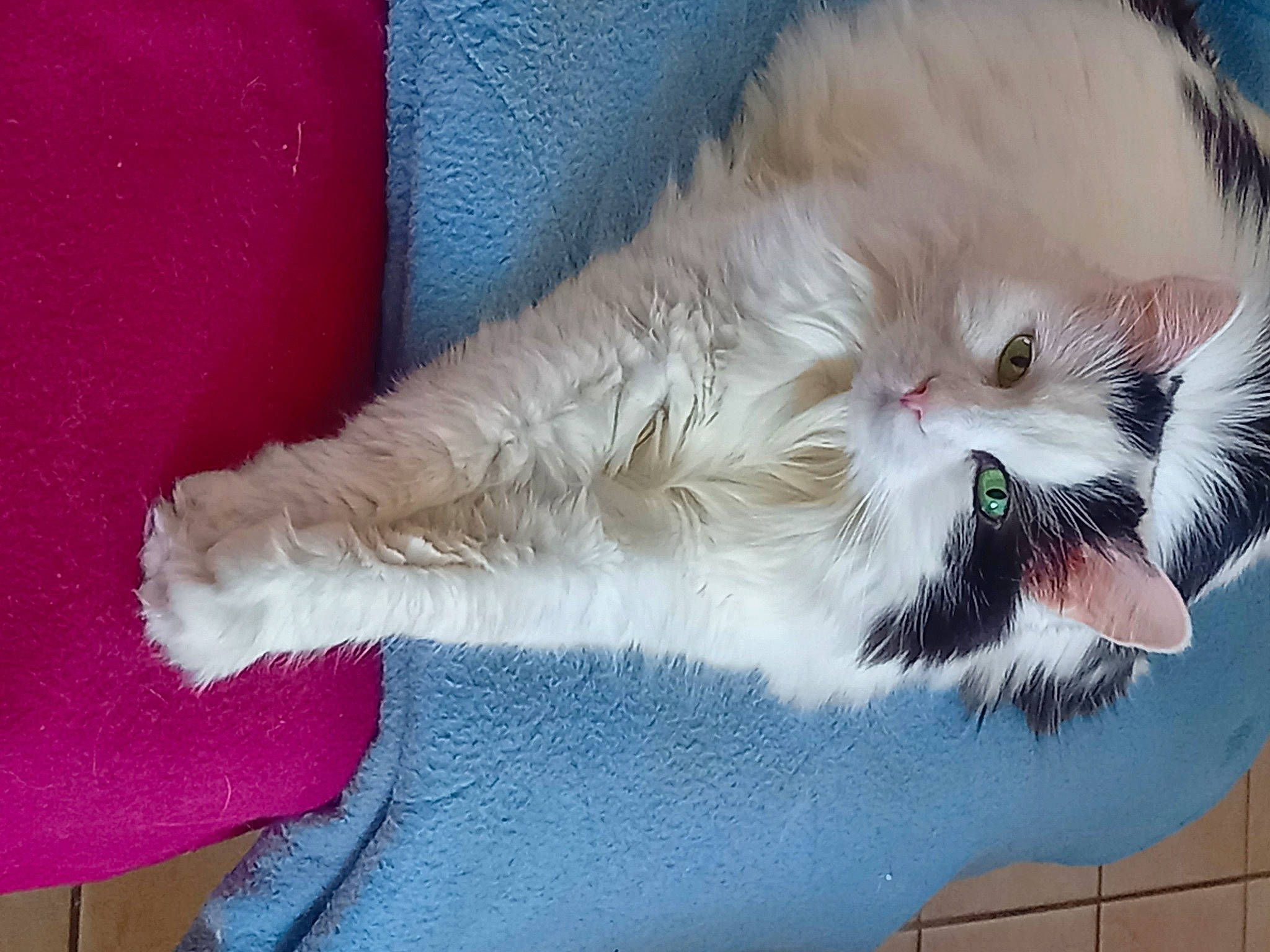 Litchi participe au concours pour gagner de l'argent avec cette photo : british_longhair, canidae, carnivore, cat, claw, companion_dog, domestic_short_haired_cat, fawn, felidae, foot, fur, paw, persian, small_to_medium_sized_cats, tail, whiskers