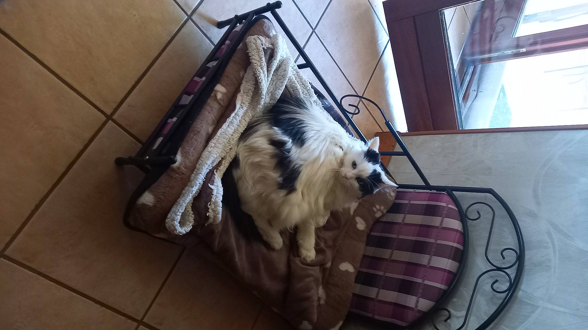 Litchi a rejoint le concours — aidez-le/la à gagner de superbes lots ! canidae, carnivore, companion_dog, dog, dog_breed, dog_supply, flooring, fur, hardwood, sporting_group, tail, toy_dog, wood, working_animal, working_dog