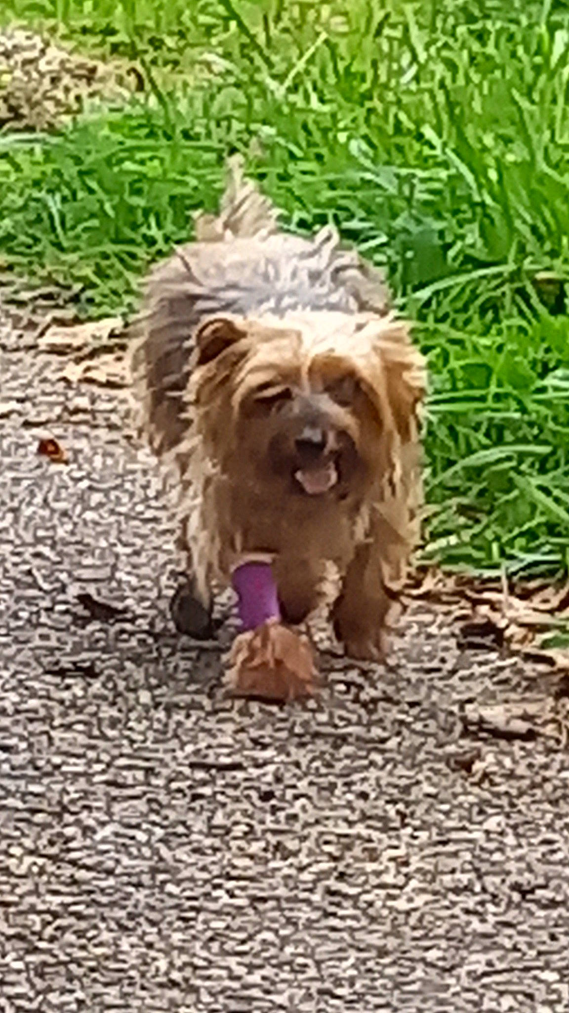 Hifi a rejoint le concours — aidez-le/la à gagner de superbes lots ! asphalt, carnivore, companion_dog, dog, dog_breed, fawn, flooring, fur, grass, liver, plant, road_surface, small_terrier, snout, soil, sporting_group, tail, terrier, toy_dog, water_dog