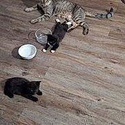 Missy joined the competition — help win amazing prizes! animal_family, black_kittens, cat, cute, domestic_animal, feline, flooring, glass_bowl, home, indoor, kitten, mammal, pets, playful, relaxed, resting, tabby_cat, white_bowl, wooden_floor, young