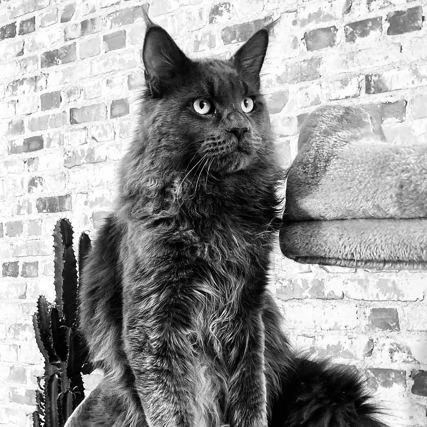 Vivaldi participe au concours pour gagner de l'argent avec cette photo : angora, animal, architecture, blackcat, brick, building, cat, chair, couch, cushion, furniture, homedecor, indoors, livingroom, manx, pet, plant, pottedplant, room, wall