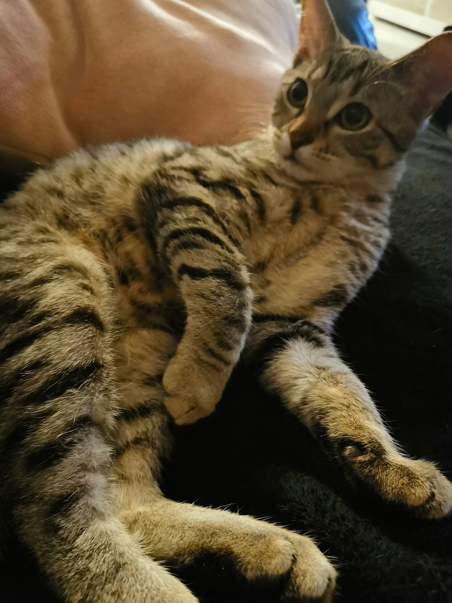 Mowgli participe au concours pour gagner de l'argent avec cette photo : carnivore, cat, claw, comfort, domestic_short_haired_cat, felidae, fur, paw, small_to_medium_sized_cats, snout, tail, terrestrial_animal, whiskers, wildlife