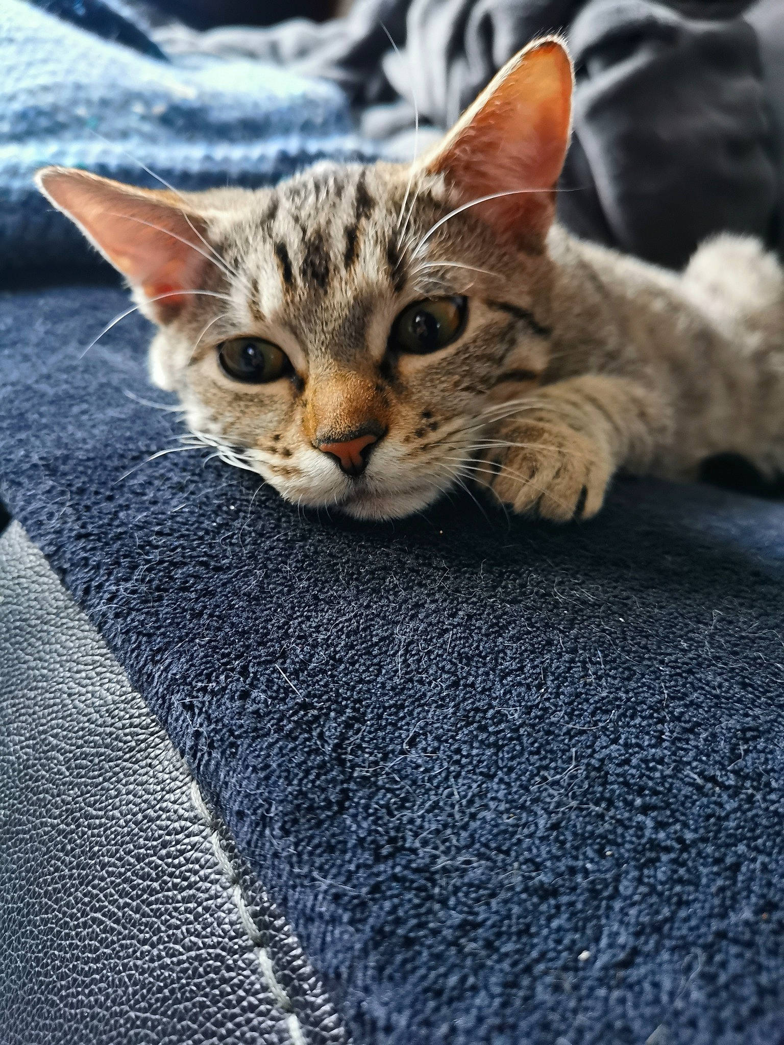 Mowgli participe au concours pour gagner de l'argent avec cette photo : carnivore, cat, claw, domestic_short_haired_cat, electric_blue, felidae, fur, grass, paw, sitting, small_to_medium_sized_cats, snout, terrestrial_animal, whiskers, wildlife