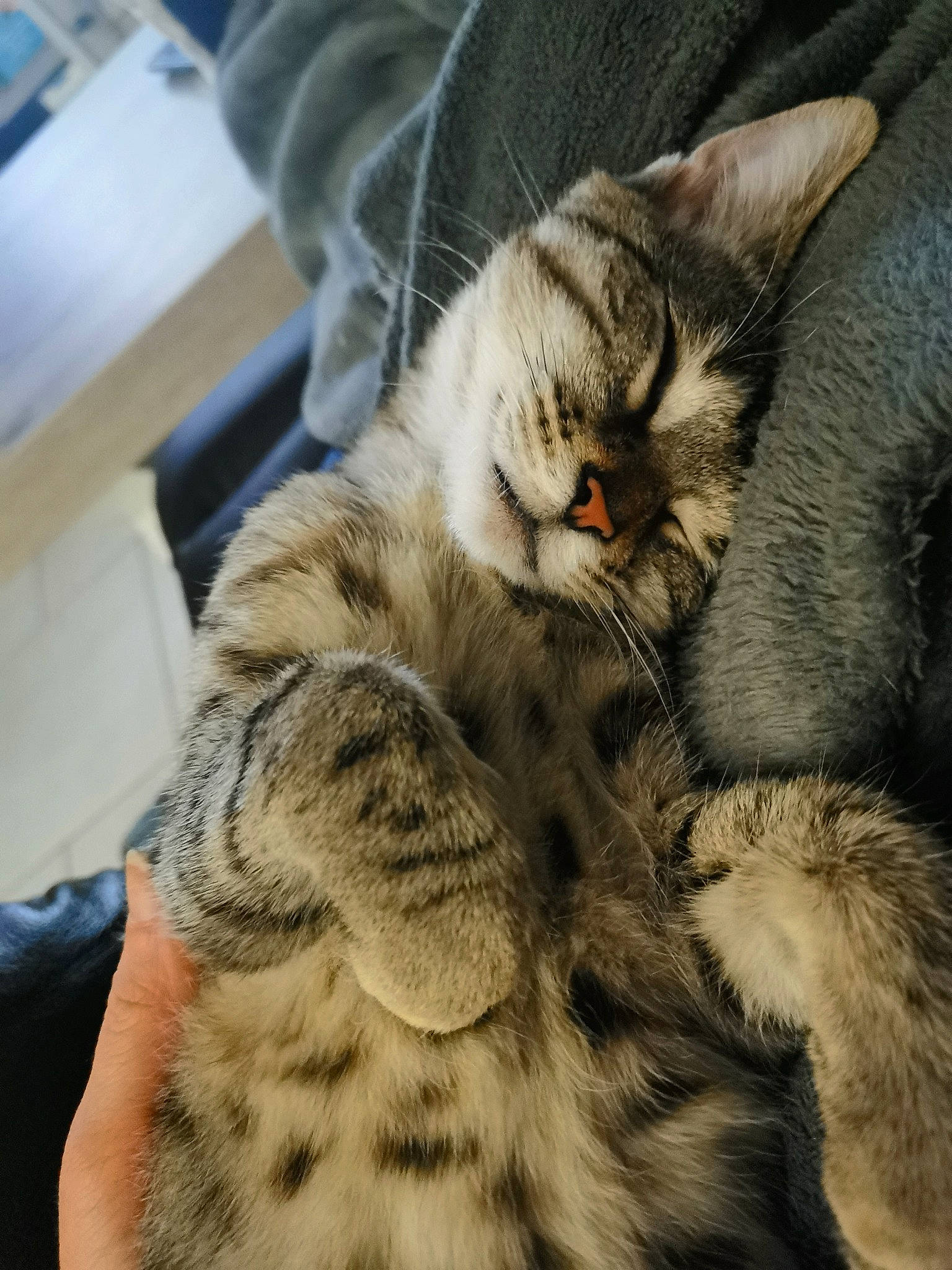 Mowgli participe au concours pour gagner de l'argent avec cette photo : carnivore, cat, claw, comfort, domestic_short_haired_cat, eye, fawn, felidae, fur, nap, paw, small_to_medium_sized_cats, snout, tail, terrestrial_animal, whiskers