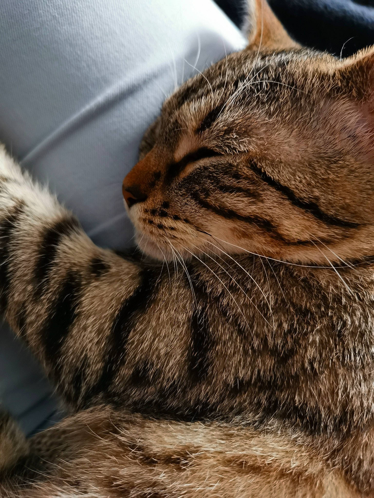 Mowgli a rejoint le concours — aidez-le/la à gagner de superbes lots ! carnivore, cat, claw, comfort, domestic_short_haired_cat, felidae, fur, grey, nap, natural_material, paw, sleep, small_to_medium_sized_cats, snout, tail, terrestrial_animal, whiskers, wildlife, wood