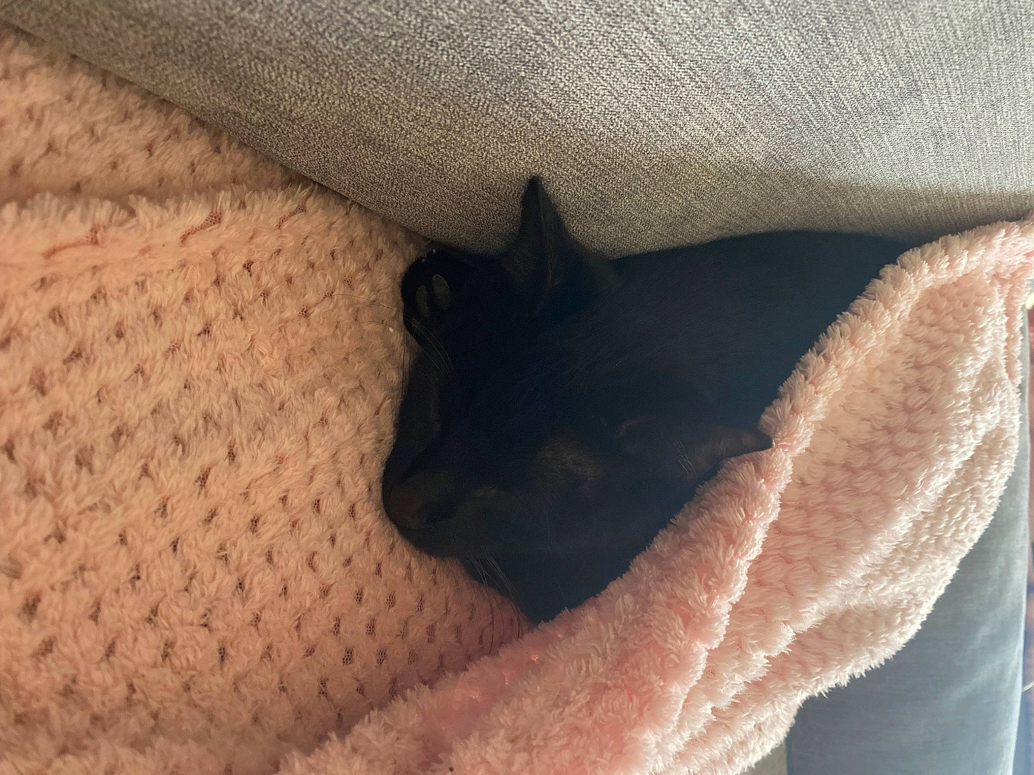 Pepito participe au concours pour gagner de l'argent avec cette photo : brown, carnivore, cat, comfort, dog_breed, domestic_short_haired_cat, electric_blue, fawn, felidae, gesture, human_leg, pattern, paw, small_to_medium_sized_cats, tail, terrestrial_animal, tints_and_shades, whiskers, wood, working_animal