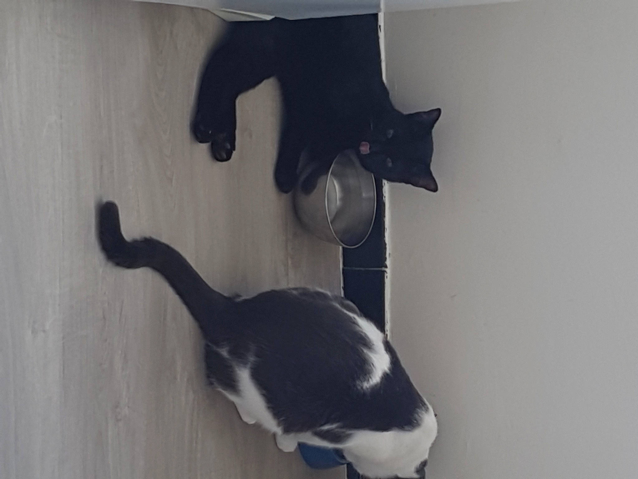 Pepito a rejoint le concours — aidez-le/la à gagner de superbes lots ! black_cat, carnivore, cat, comfort, domestic_short_haired_cat, felidae, flooring, fur, grey, hardwood, paw, plant, room, shadow, small_to_medium_sized_cats, snout, tail, tree, whiskers, wood