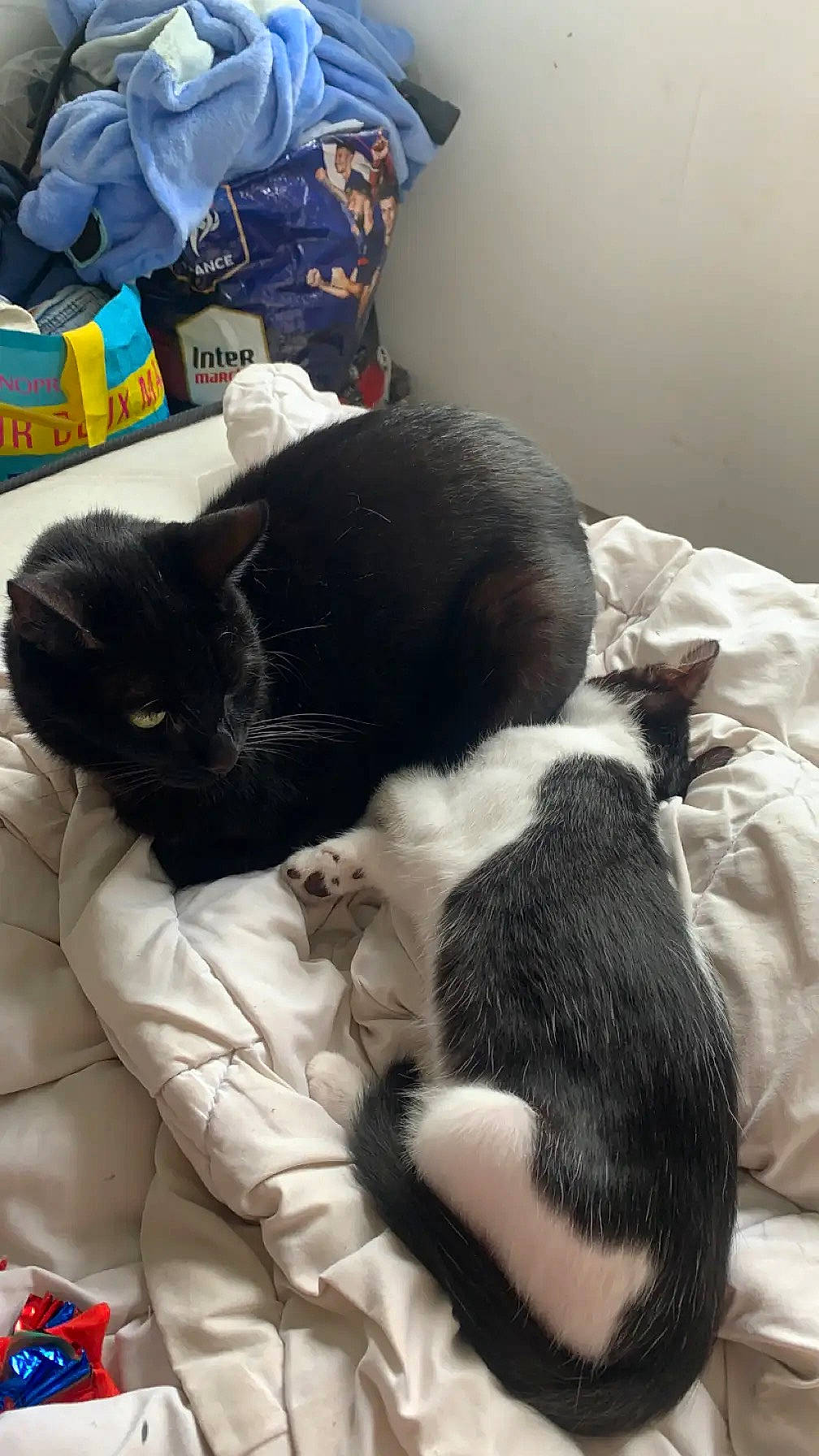 Pepito a rejoint le concours — aidez-le/la à gagner de superbes lots ! bag, bombay, carnivore, cat, claw, comfort, dog_breed, domestic_short_haired_cat, felidae, fur, mammal, nap, sleep, small_to_medium_sized_cats, snout, sporting_group, tail, terrestrial_animal, vertebrate, whiskers