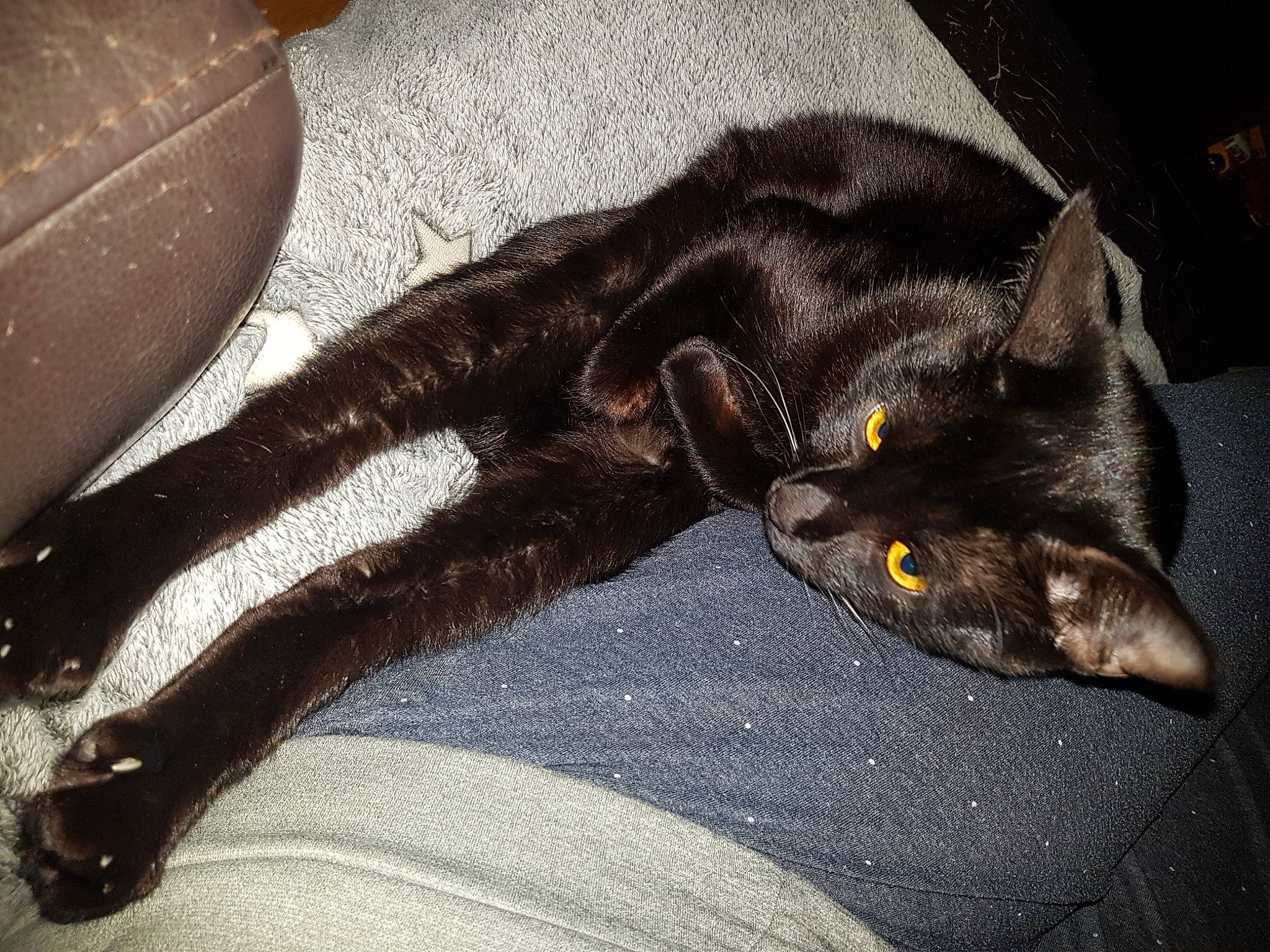 Pepito a rejoint le concours — aidez-le/la à gagner de superbes lots ! black_cat, bombay, brown, carnivore, cat, claw, comfort, domestic_short_haired_cat, felidae, fur, grey, havana_brown, mammal, paw, small_to_medium_sized_cats, tail, terrestrial_animal, whiskers