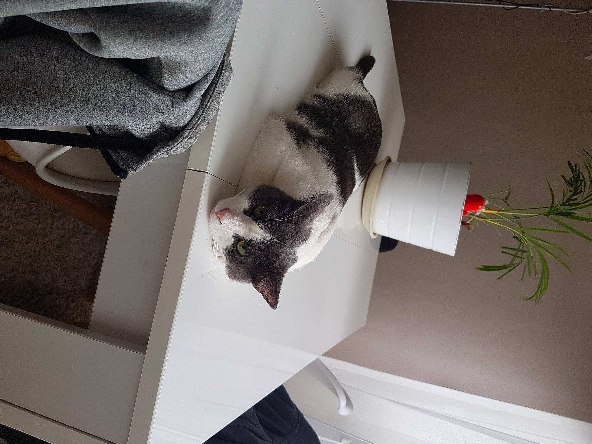 Coco a rejoint le concours — aidez-le/la à gagner de superbes lots ! art, artificial_flower, box, candle, carnivore, cat, comfort, event, felidae, flower_arranging, flowerpot, fur, houseplant, paper, paper_product, plant, room, small_to_medium_sized_cats, tail, whiskers