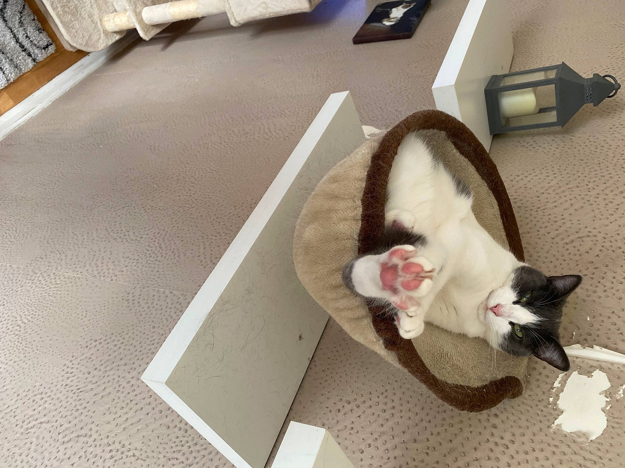 Coco participe au concours pour gagner de l'argent avec cette photo : asphalt, canidae, carnivore, cat, collar, companion_dog, dog_breed, domestic_short_haired_cat, felidae, floor, flooring, fur, hardwood, paw, small_to_medium_sized_cats, sporting_group, tail, whiskers, white, wood