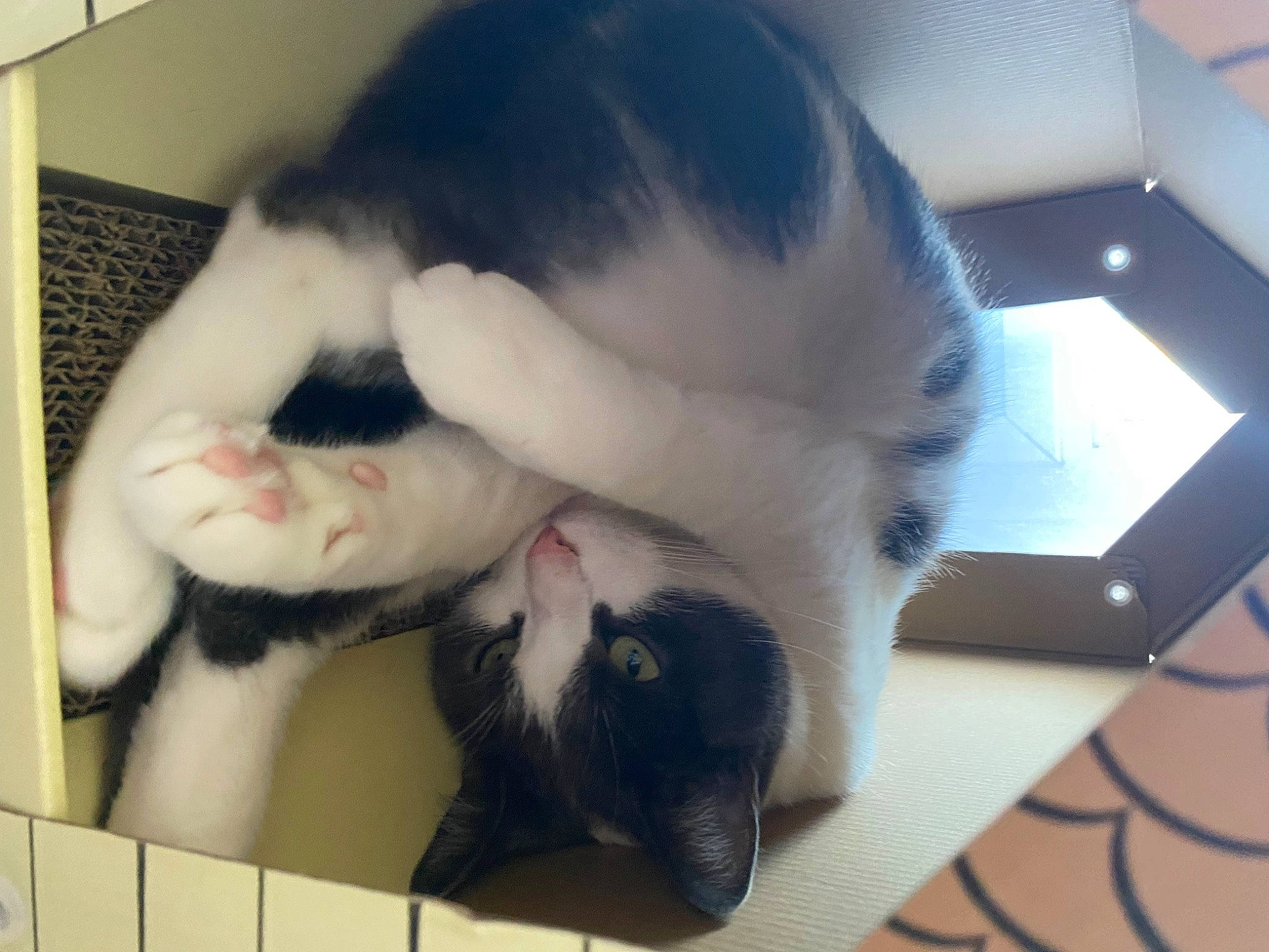 Coco participe au concours pour gagner de l'argent avec cette photo : canidae, carnivore, cat, claw, comfort, companion_dog, dog_breed, domestic_short_haired_cat, fang, felidae, fur, gesture, nap, paw, portable_communications_device, small_to_medium_sized_cats, snout, sporting_group, tail, whiskers